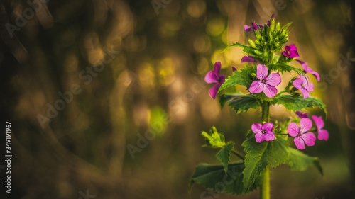 blume wald  waldblume photo