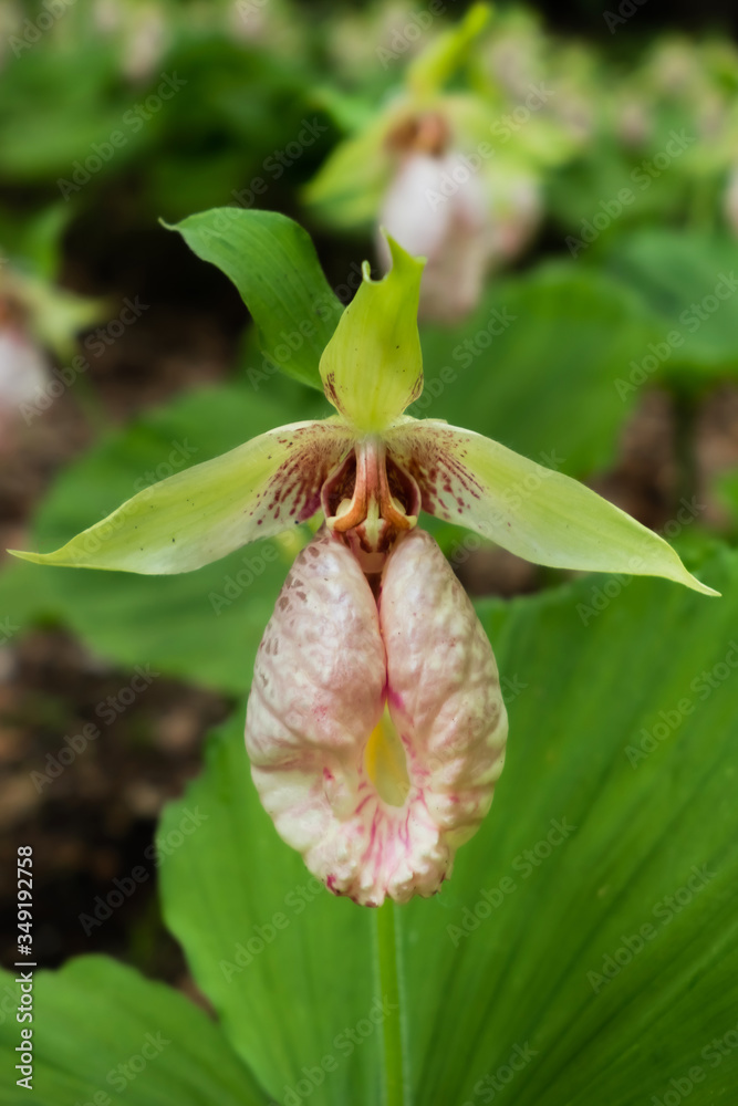 Obraz premium 満開のクマガイソウ Cypripedium japonicum Thunb