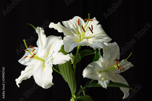 Beautiful white lilies on a black background close-up. Three flowers on one branch. Lilies in the bright evening sunlight. Delicate white lilies in soft focus.