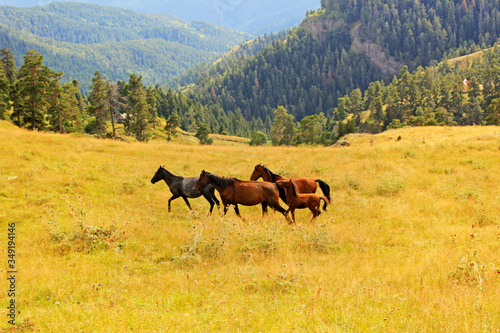 Horses in wild and mountain valley, Georgia
