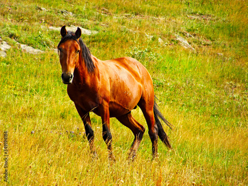 Horses in wild and mountain valley, Georgia