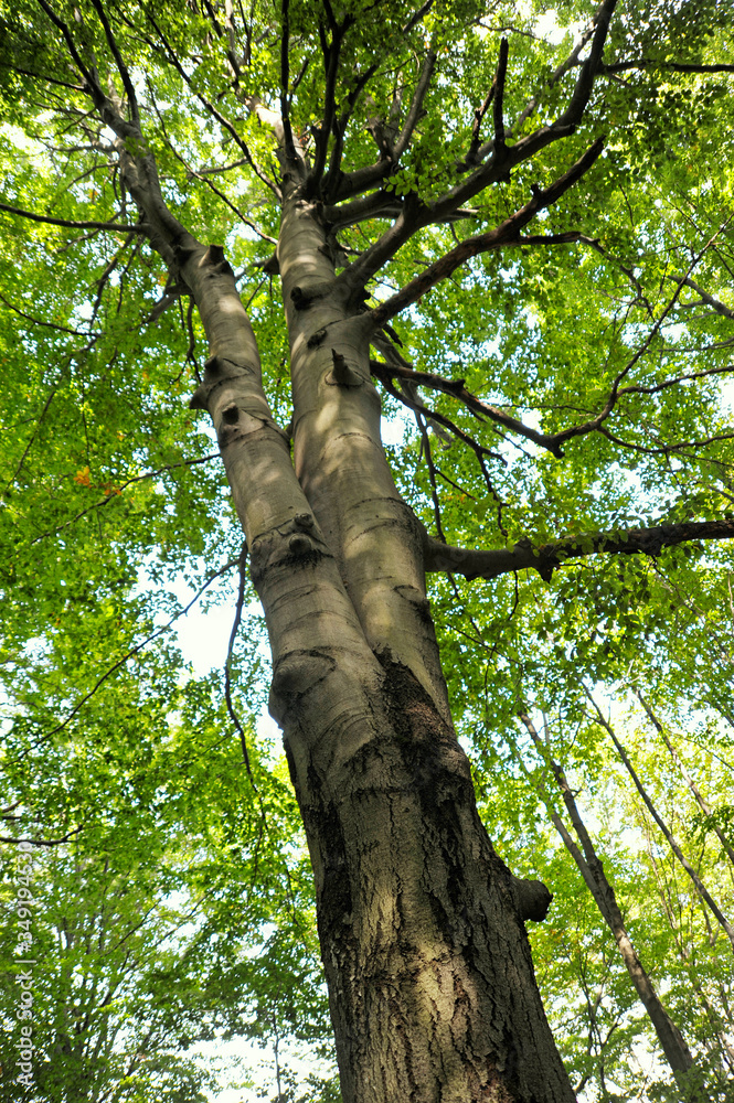 Fototapeta premium beech