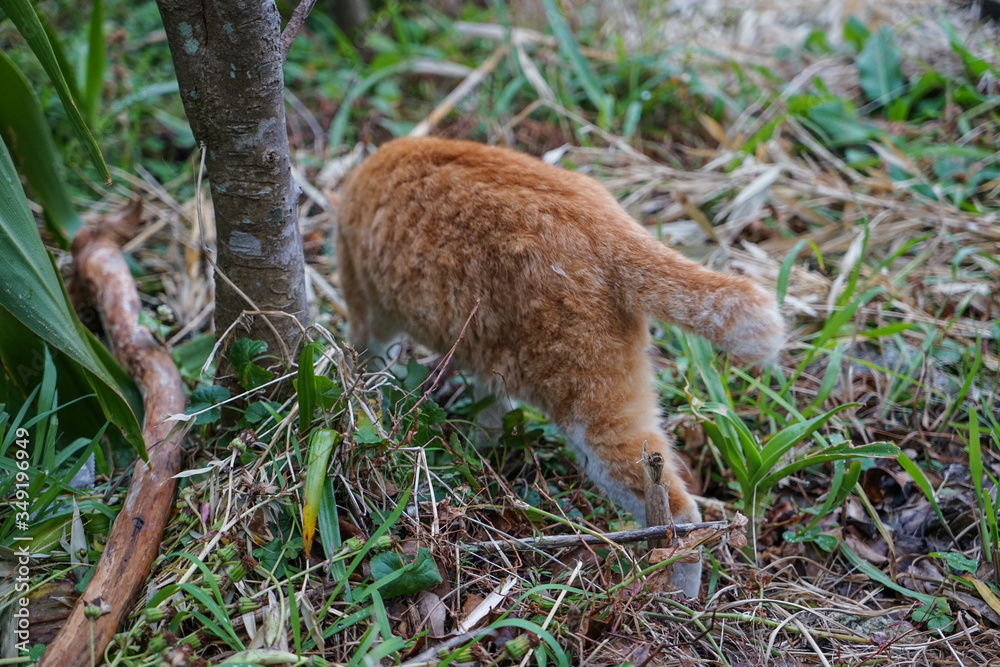 Obraz premium 茂みに入ってゆく野良猫の後ろ姿