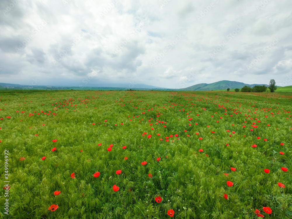 Red poppies on a background of mountains. Beautiful summer landscape with blooming poppies field. Kyrgyzstan Tourism and travel.