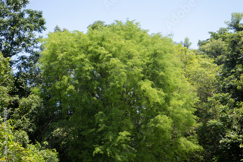 trees in the forest