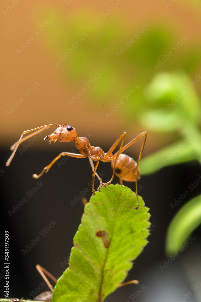 Ant resting on the grass Ant resting on the grass