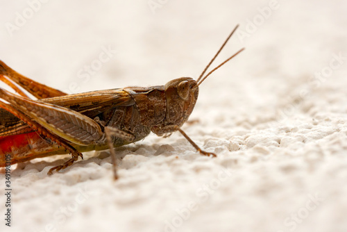 Macro of grasshopper standing on a white stone