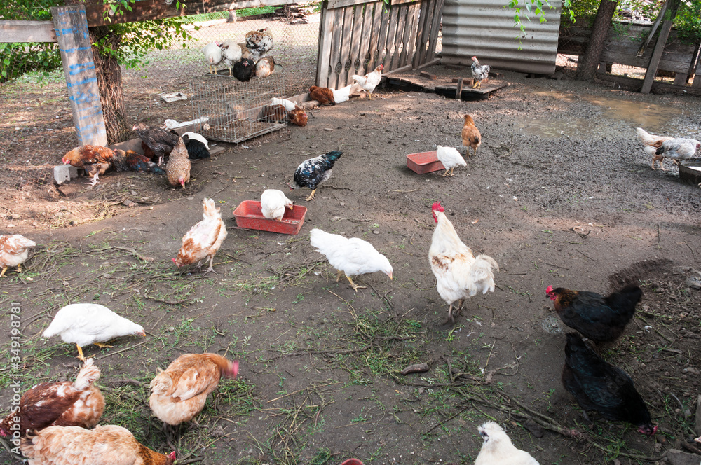 Farming, free-range chickens in the yard in the summer Farming, free-range chickens in the yard in the summer