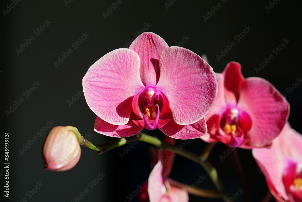 Obraz premium orchid on black