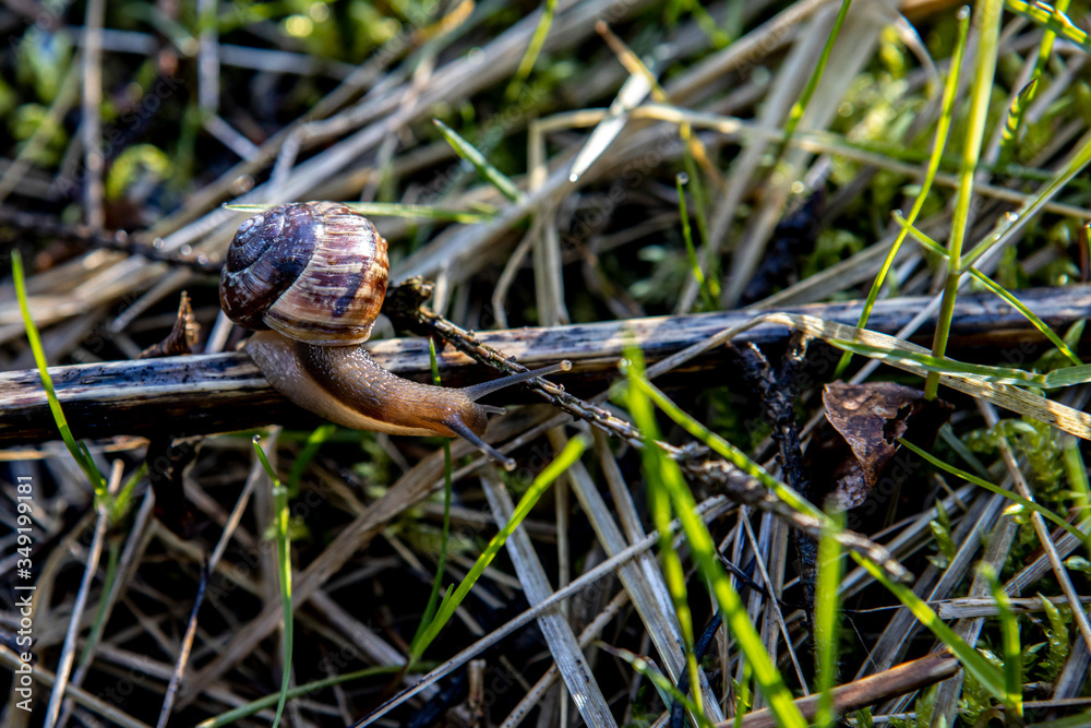 little grape snail crawling on the dry grass in the forest. little grape snail crawling on the dry grass in the forest.