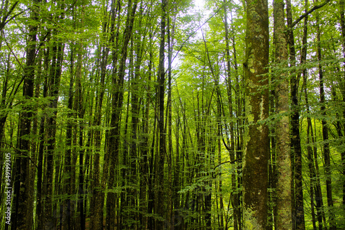 green forest in Georgia