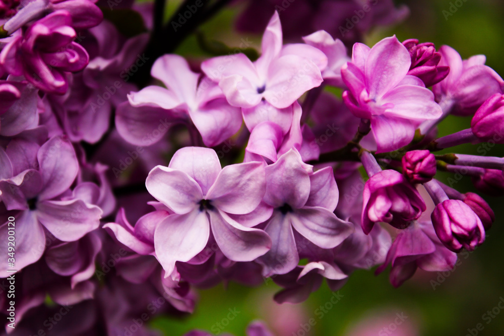 Macro of lilac, purple colorful flower. Lilac branch flowers macro and close-up. Purple and violet flower heads. Nature and flowers. Macro of lilac, purple colorful flower. Lilac branch flowers macro and close-up. Purple and violet flower heads. Nature and flowers.