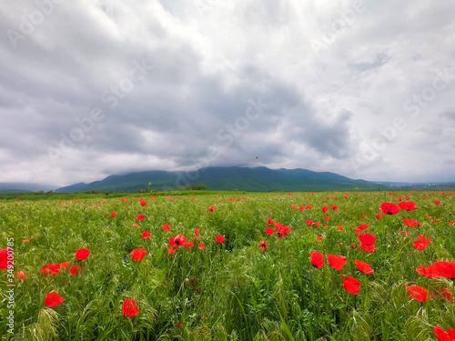 Red poppies. Wild flowers on a background of green grass. Summer natural background.