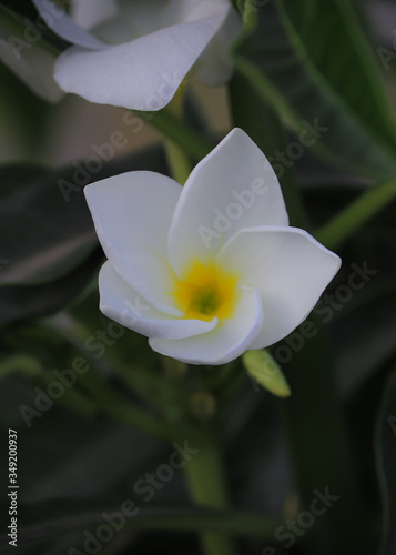 Small White Plumeria flower with green background. Selective focus. Shallow depth of field. Background blur.