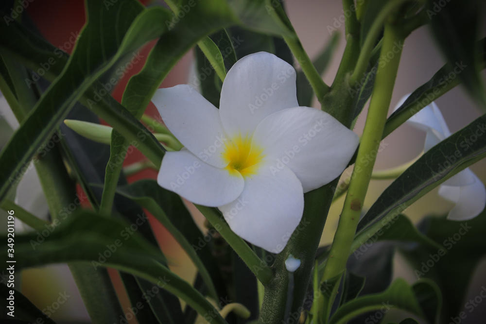 Landscape White Plumeria flower with green background. Selective focus. Shallow depth of field. Background blur. Landscape White Plumeria flower with green background. Selective focus. Shallow depth of field. Background blur.