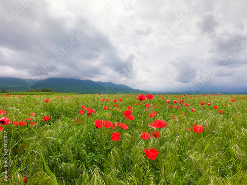 Red poppies beautiful flowering meadow with poppies. Beautiful spring and summer natural background. Tourism and travel