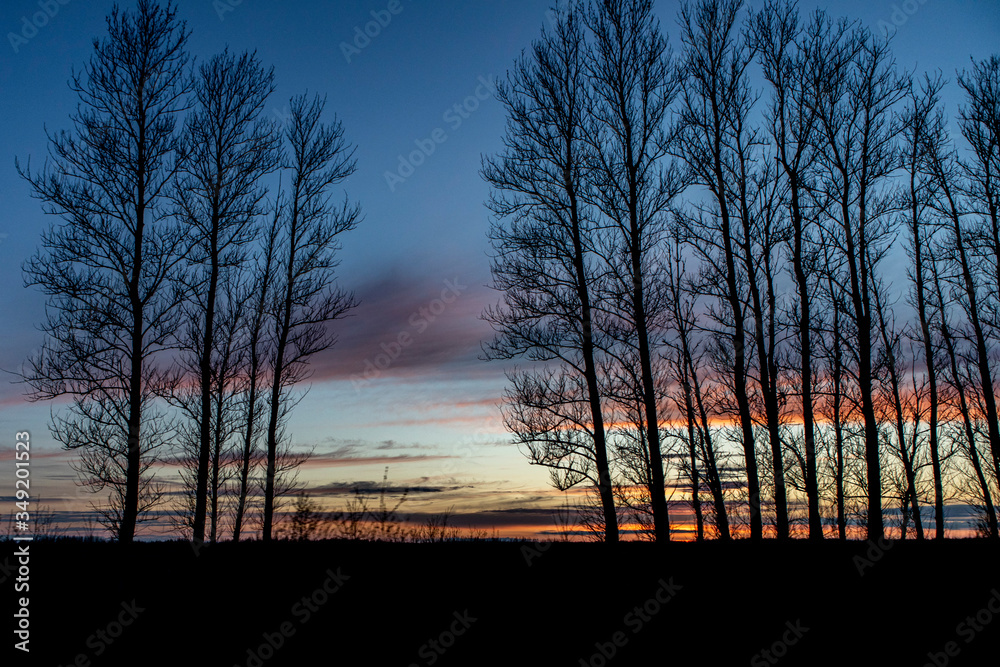 evening beautiful blue and red sky as the backdrop for the silhouettes of the trees