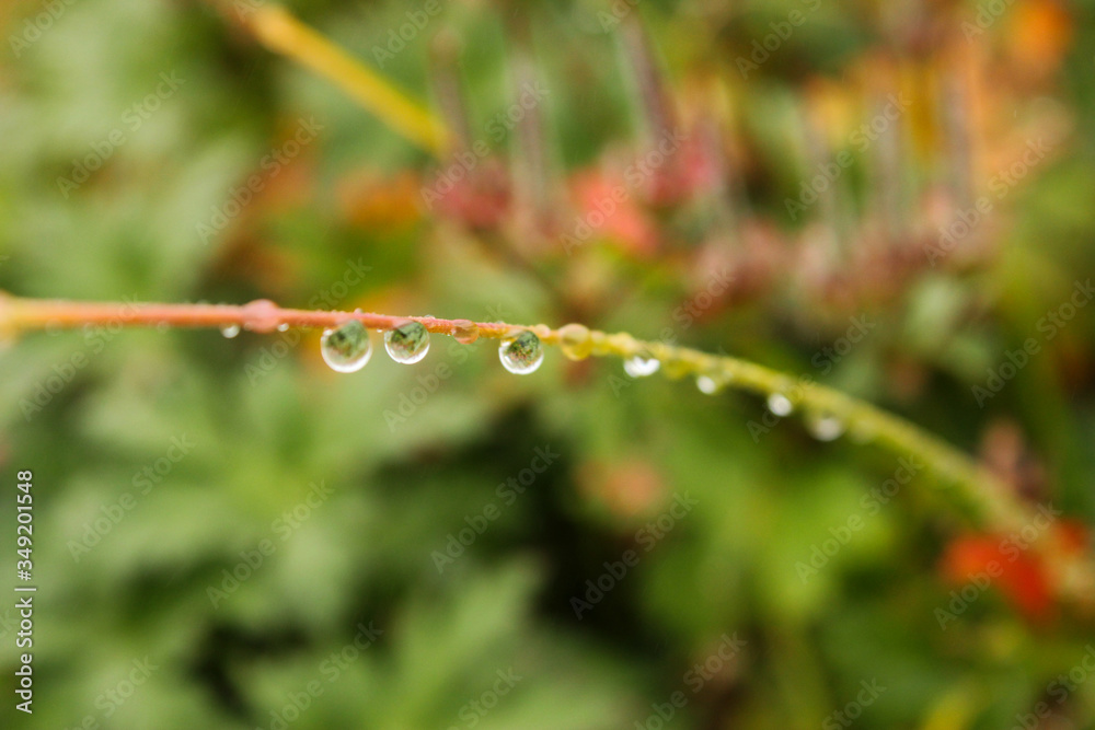 Plants and flowers with rainy droops .Dew drops on the flowers and plants, macro and close-up photo, nature background. Plants and flowers with rainy droops .Dew drops on the flowers and plants, macro and close-up photo, nature background.