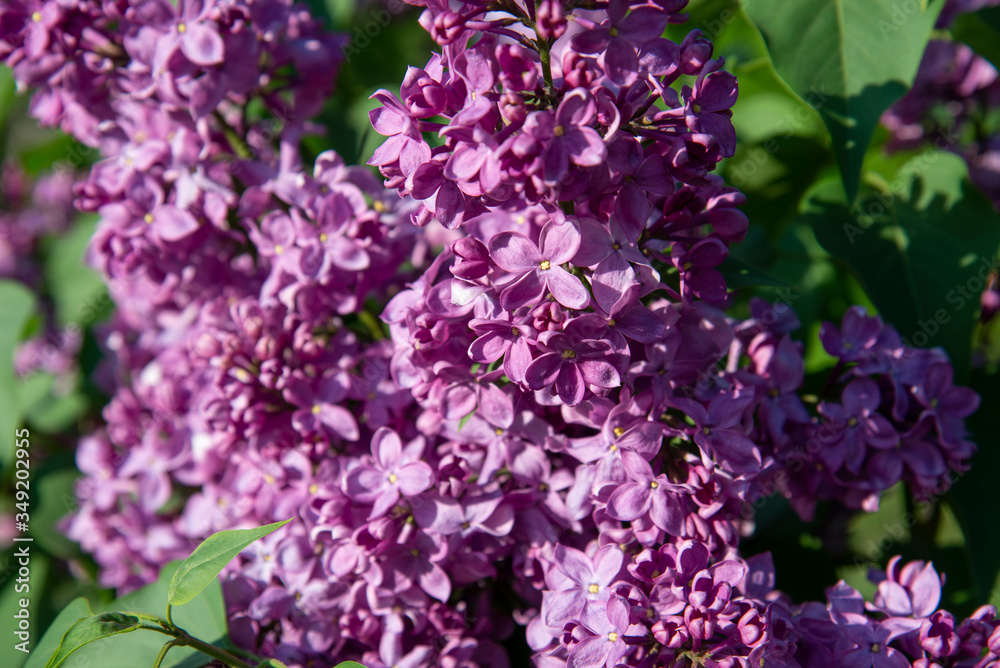 Fototapeta premium Bright blooming lilac close-up