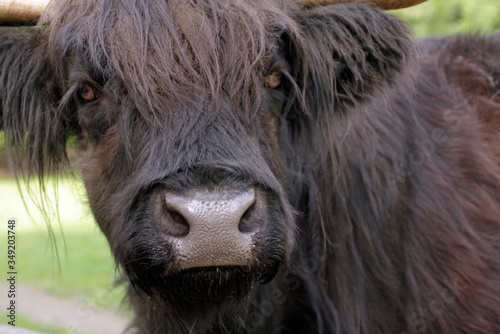 Close-up of a highland cattle