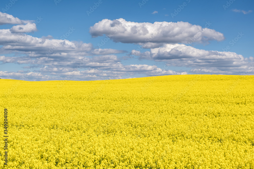 Field of beautiful springtime golden flower of rapeseed with blue sky Field of beautiful springtime golden flower of rapeseed with blue sky