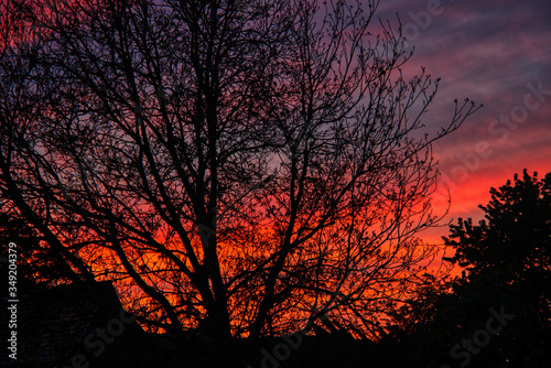 Brennender Himmel in Bayern  romantisches Abendrot mit Baum  Seelenfrieden