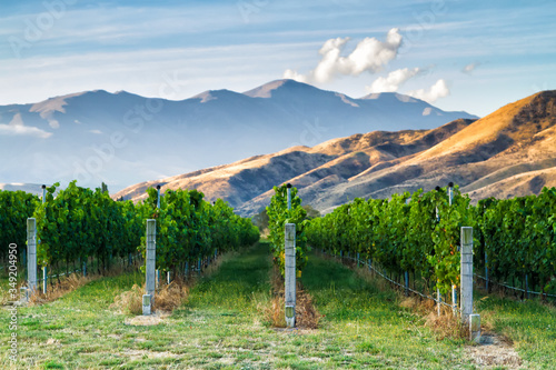 Row of beautiful grape yard before sunset with mountain in Otago, New Zealand photo
