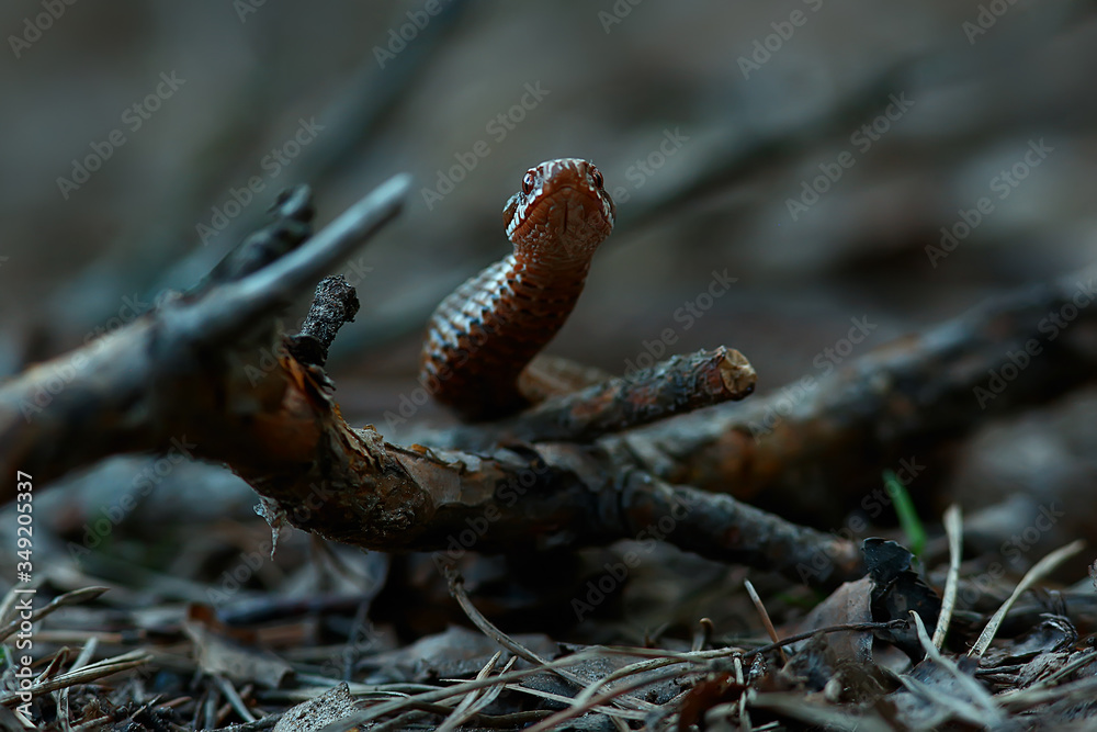 poisonous dangerous snake, viper in the wild, Russia swamp poisonous dangerous snake, viper in the wild, Russia swamp