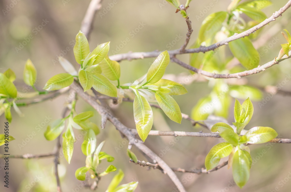 Fresh green leaves on the branches from put forth fresh leaves (Bud or Sprout) on tree in nature background Fresh green leaves on the branches from put forth fresh leaves (Bud or Sprout) on tree in nature background