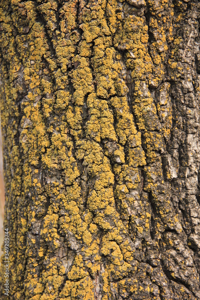 background macro photo bark of an old tree covered with yellow lichen background macro photo bark of an old tree covered with yellow lichen