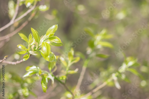 Fresh green leaves on the branches from put forth fresh leaves (Bud or Sprout) on tree in nature background