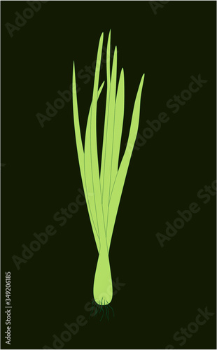 Spring Sprouting onion isolated on black background. Lined vector illustration. Fresh green food