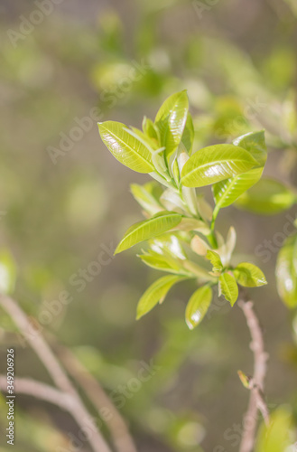 Fresh green leaves on the branches from put forth fresh leaves  Bud or Sprout  on tree in nature background