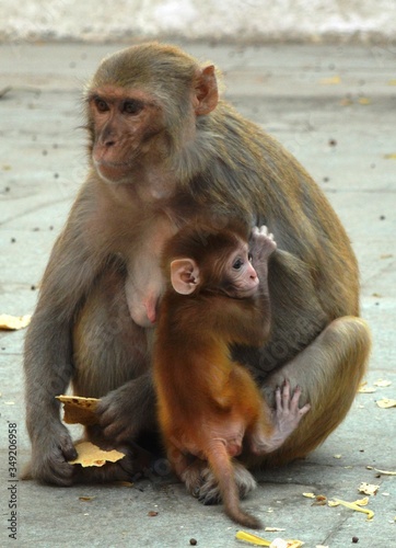 mother and baby macaque © Ayush