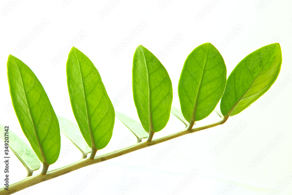 green leaf in a row isolated in white green leaf in a row isolated in white