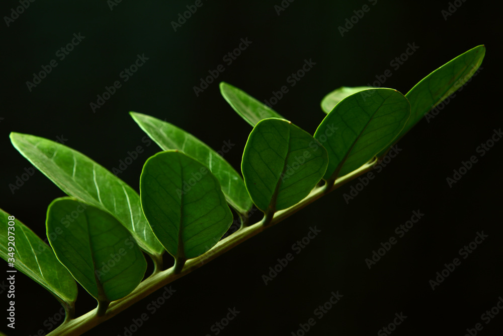 green leaf in a row isolated in black green leaf in a row isolated in black