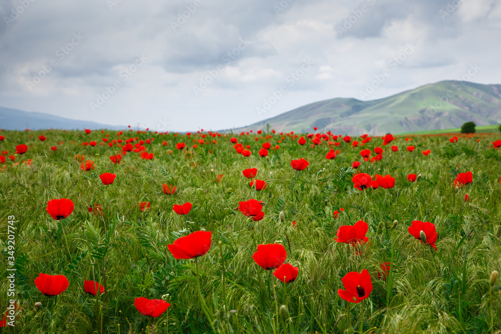 Blooming meadow of red poppies. Beautiful summer landscape with blooming poppies field. Kyrgyzstan Tourism and travel.