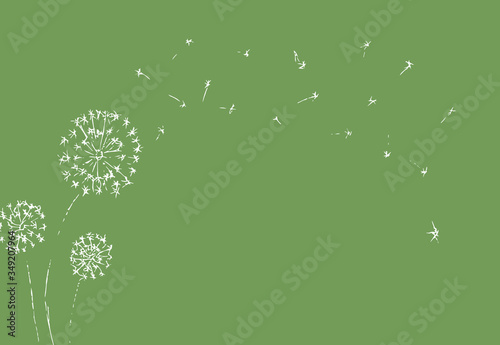 Dandelion with seeds blowing away on green background. Summer plant. White silhouette of flower. Floral Vector Illustration