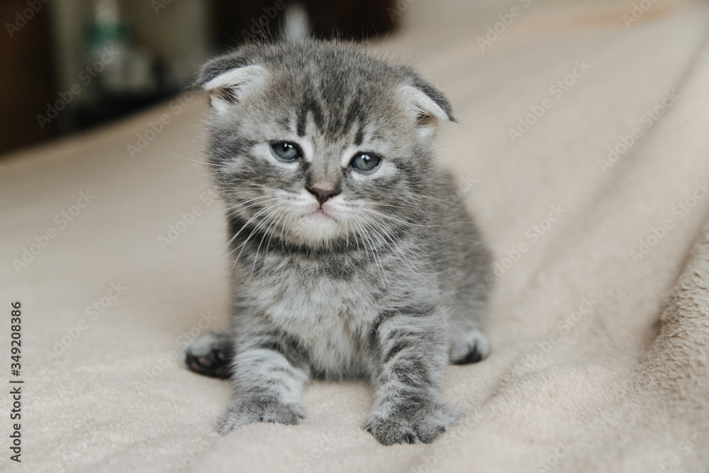 Obraz premium cat, kitten