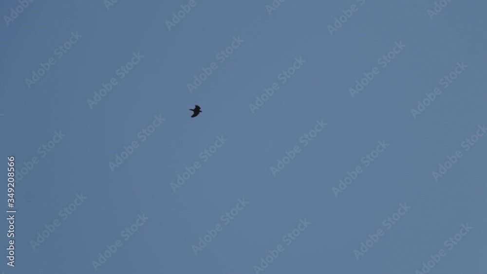 Predator bird flying on the blue sky. Falcon flight. Hawk flying. Wild animal. Predator bird flying on the blue sky. Falcon flight. Hawk flying. Wild animal.