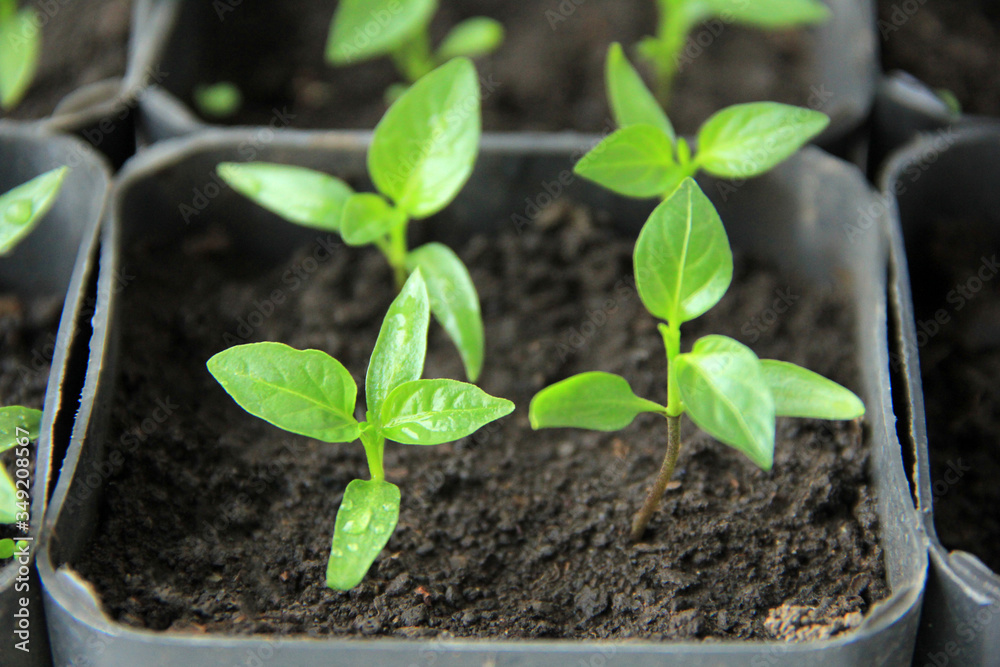 background bright juicy spring pepper seedlings background bright juicy spring pepper seedlings