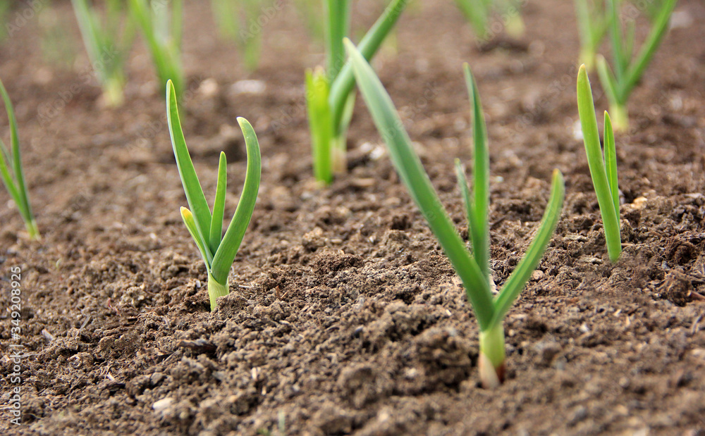 fresh spring planting of garlic fresh spring planting of garlic