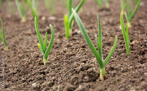 fresh spring planting of garlic