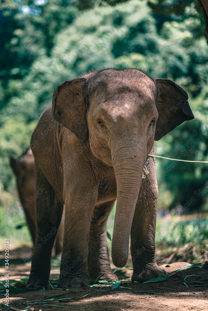 Fototapeta premium Elephant Rescue And Rehabilitation Nature Park
