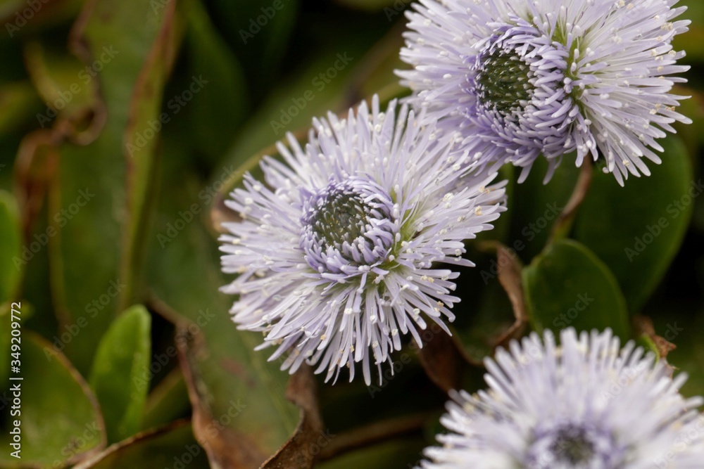 The globe daisy, Globularia nudicaulis. The globe daisy, Globularia nudicaulis.