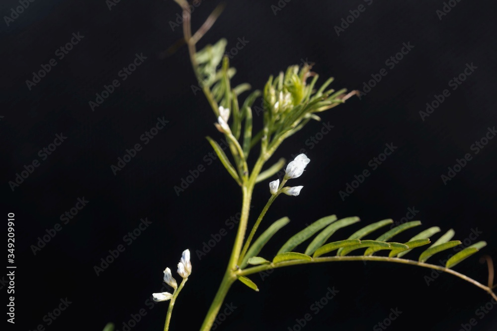 Flower of a hairy vetch, Vicia hirsuta Flower of a hairy vetch, Vicia hirsuta
