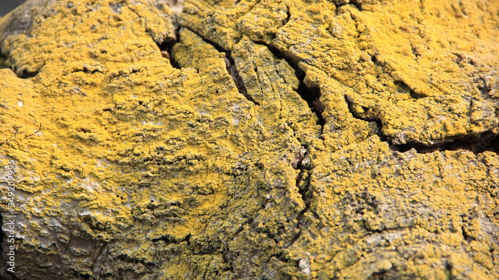 background yellow lichen on a tree trunk