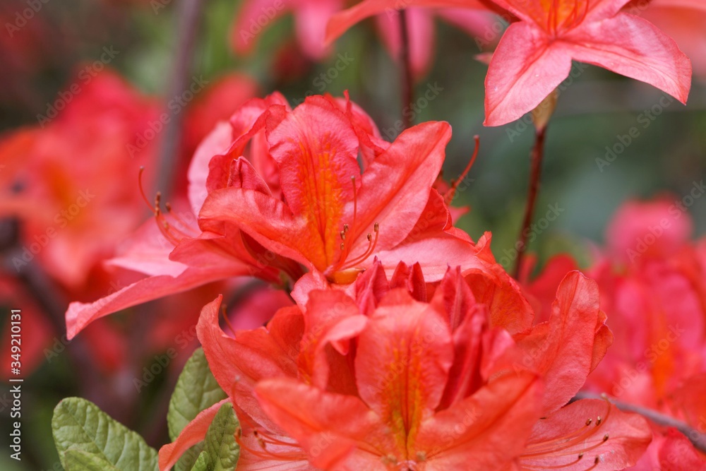 Japanese azalea, rhododendron japonicum Japanese azalea, rhododendron japonicum