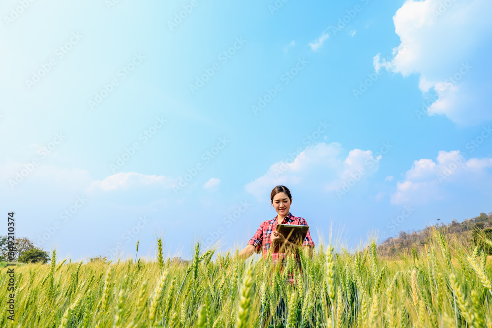 asian Farmer women and tablet holding hand checking quality of barley rice asian Farmer women and tablet holding hand checking quality of barley rice