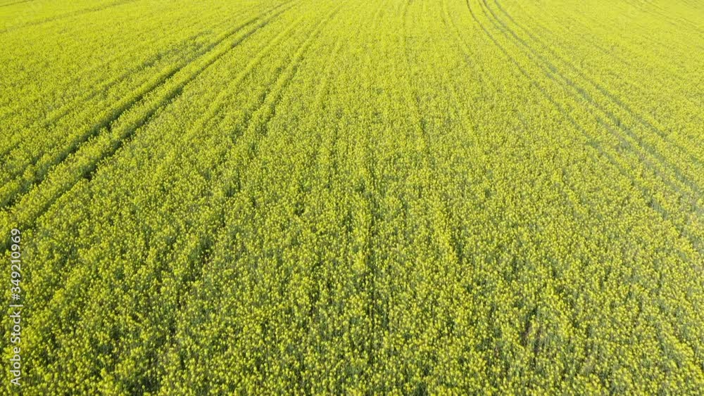 Aerial view of blooming oilseed rape field in spring, Germany Aerial view of blooming oilseed rape field in spring, Germany